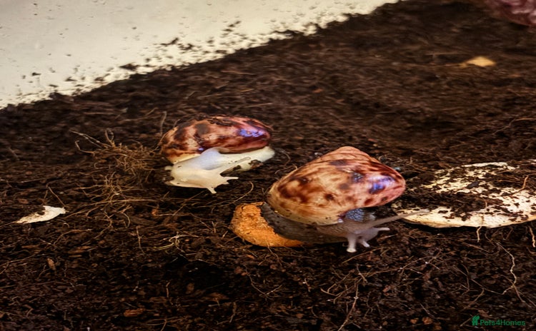Snails invertebrates - Advert 11