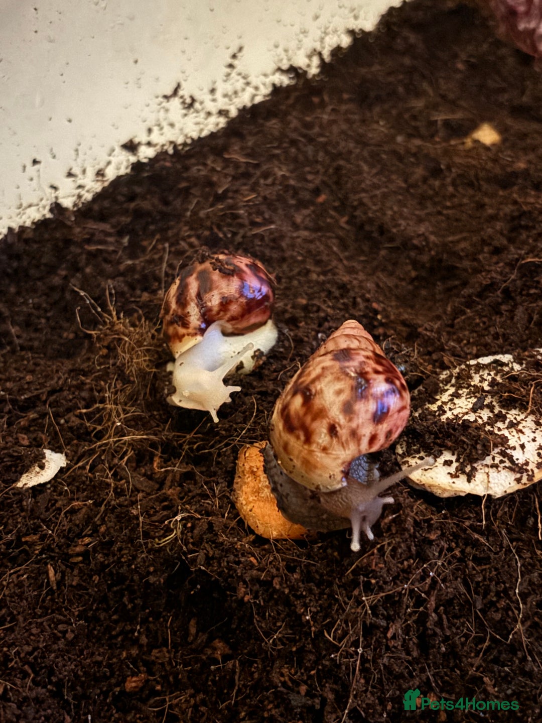 Snails invertebrates for sale: African land snails with enclosure  - Image 1