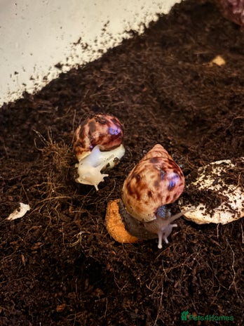 Snails invertebrates - Advert 8