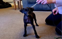 Italian Greyhound dogs for sale: KC registered. Last black boy available  - Image 2