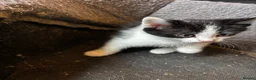 Mixed Breed cats for sale: 4 fluffy kittens - Advert 13