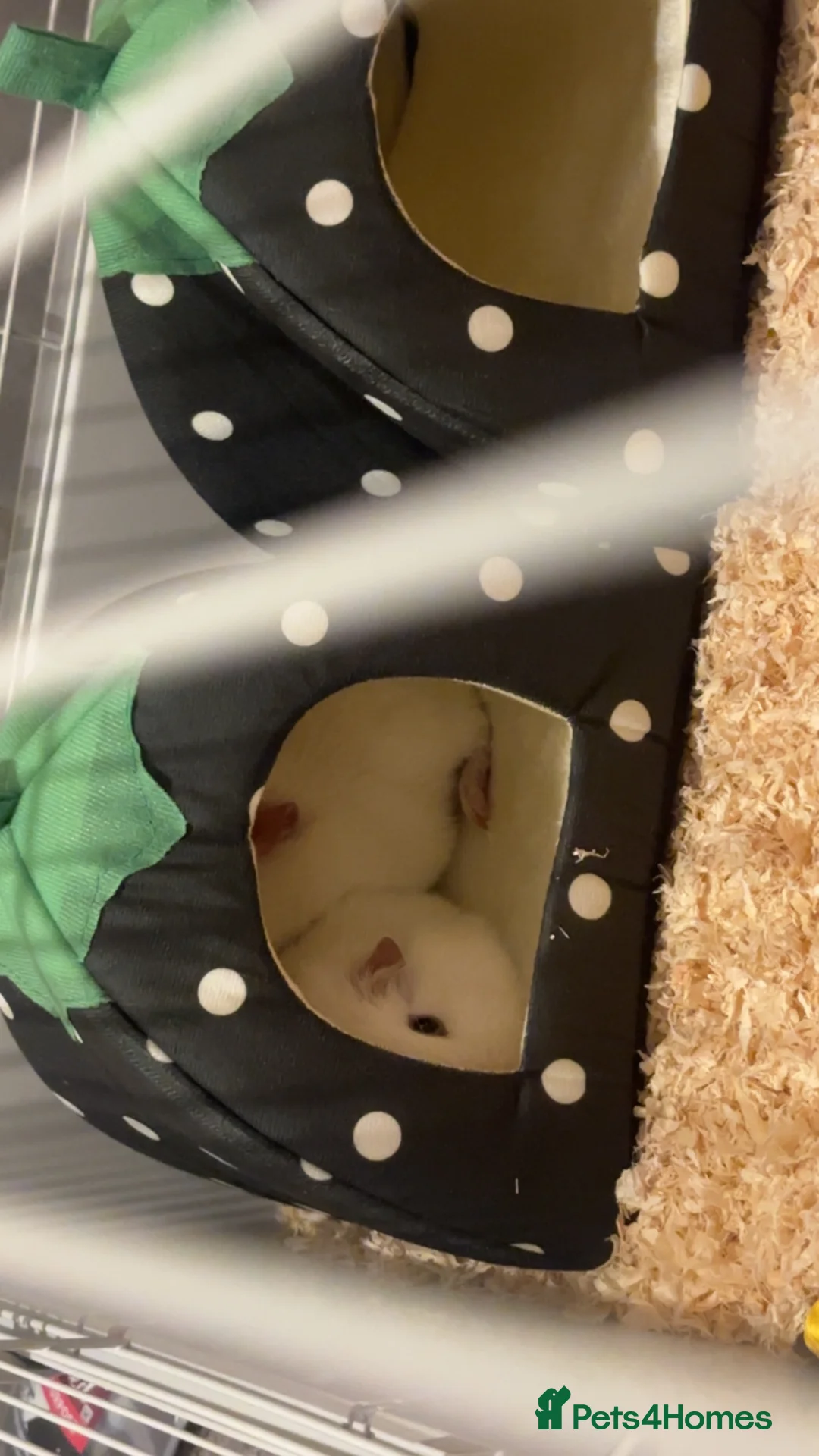 Guinea Pig rodents for sale: 2 male guinea pigs  - Advert 2