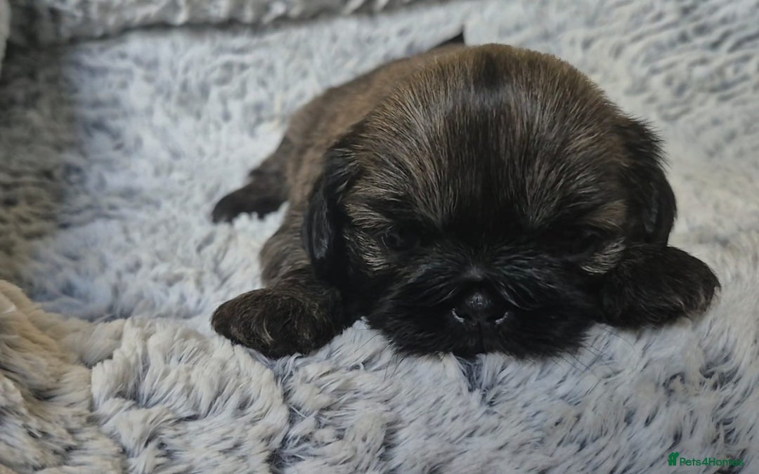 Shih Tzu dogs for sale: Imperial Shih Tzu- 1 beautiful girl❤️  - Advert 7