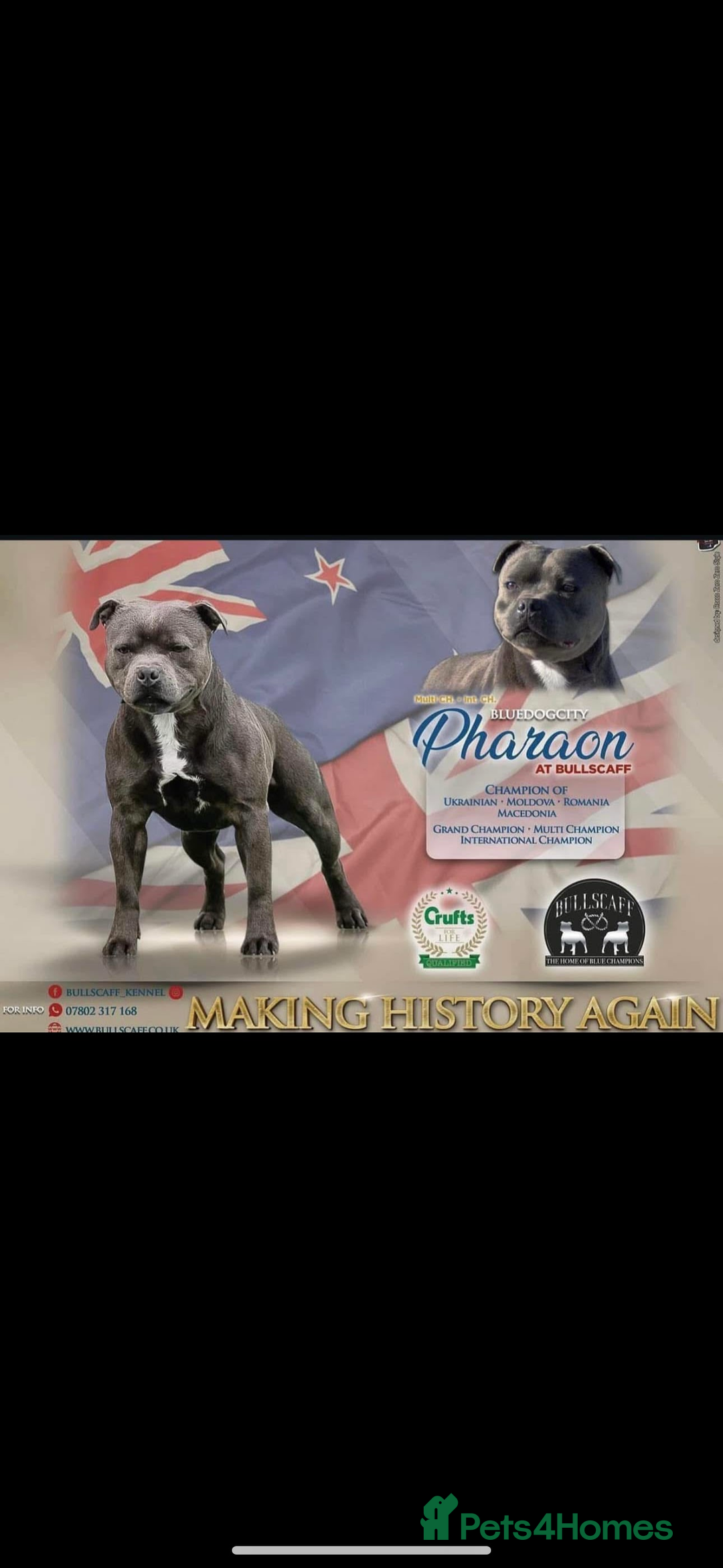 Staffordshire Bull Terrier dogs for sale: Beautiful blue staffy pups excellent pedigree  - Image 26