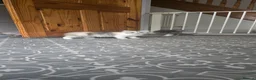 Persian cats for sale: 😸 Big persian kittens 😸  - Advert 11