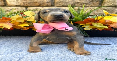 Dobermann dogs - Advert 16