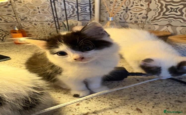 Mixed Breed cats - Advert 14