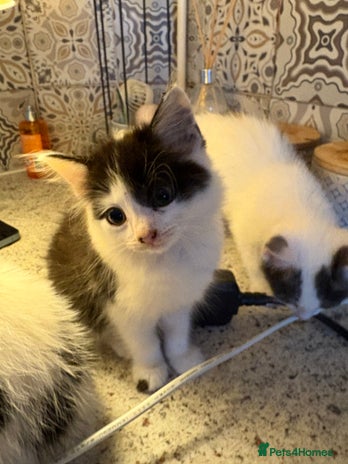 Mixed Breed cats - Advert 2