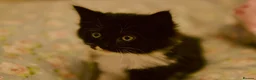 Turkish Angora cats for sale: Maine coon x Turkish angora kittens - Advert 3