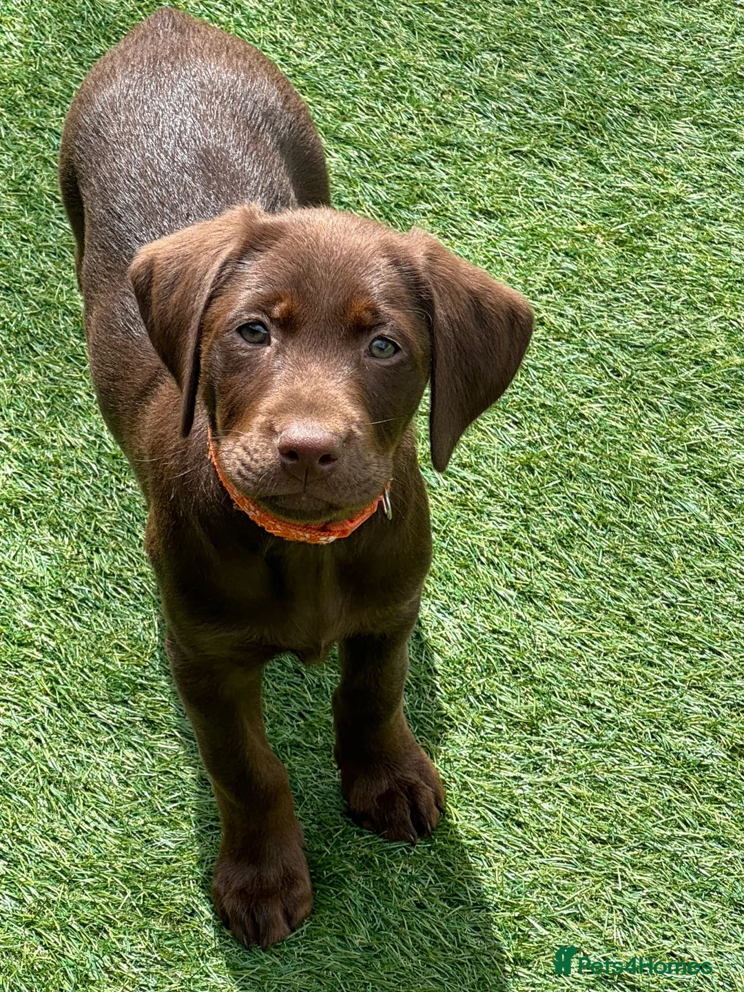 Labrador Retriever dogs for stud: KC REGISTERED LABRADOR STUD  in Worcester - Advert 18