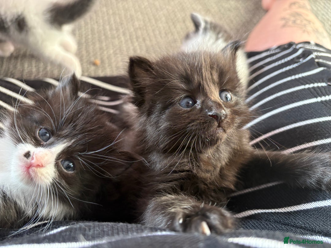 Domestic Shorthair cats for sale: Kittens looking for forever home - Image 7
