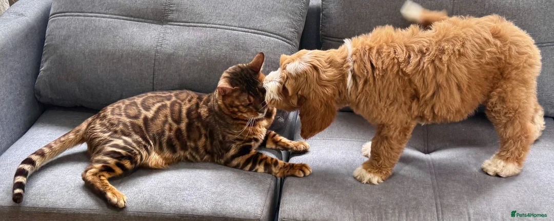 Australian Labradoodle dogs for sale: Multi-Gen Australian Labradoodle Puppies - Advert 1