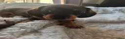 Miniature Dachshund dogs for sale: KC Miniature Dachshunds ready for forever homes - Advert 38
