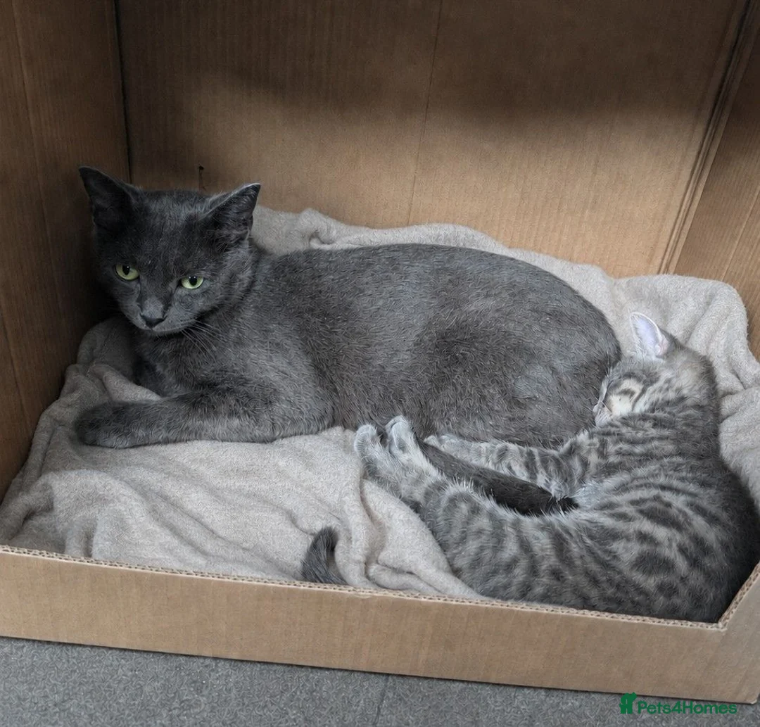 Mixed Breed cats for sale: Grey Tabby Female Kitten – British Shorthair Mix - Advert 2