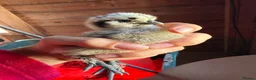 Chickens poultry for sale: Silkie Chickens, Chicks & Hatching Eggs Available - Advert 7