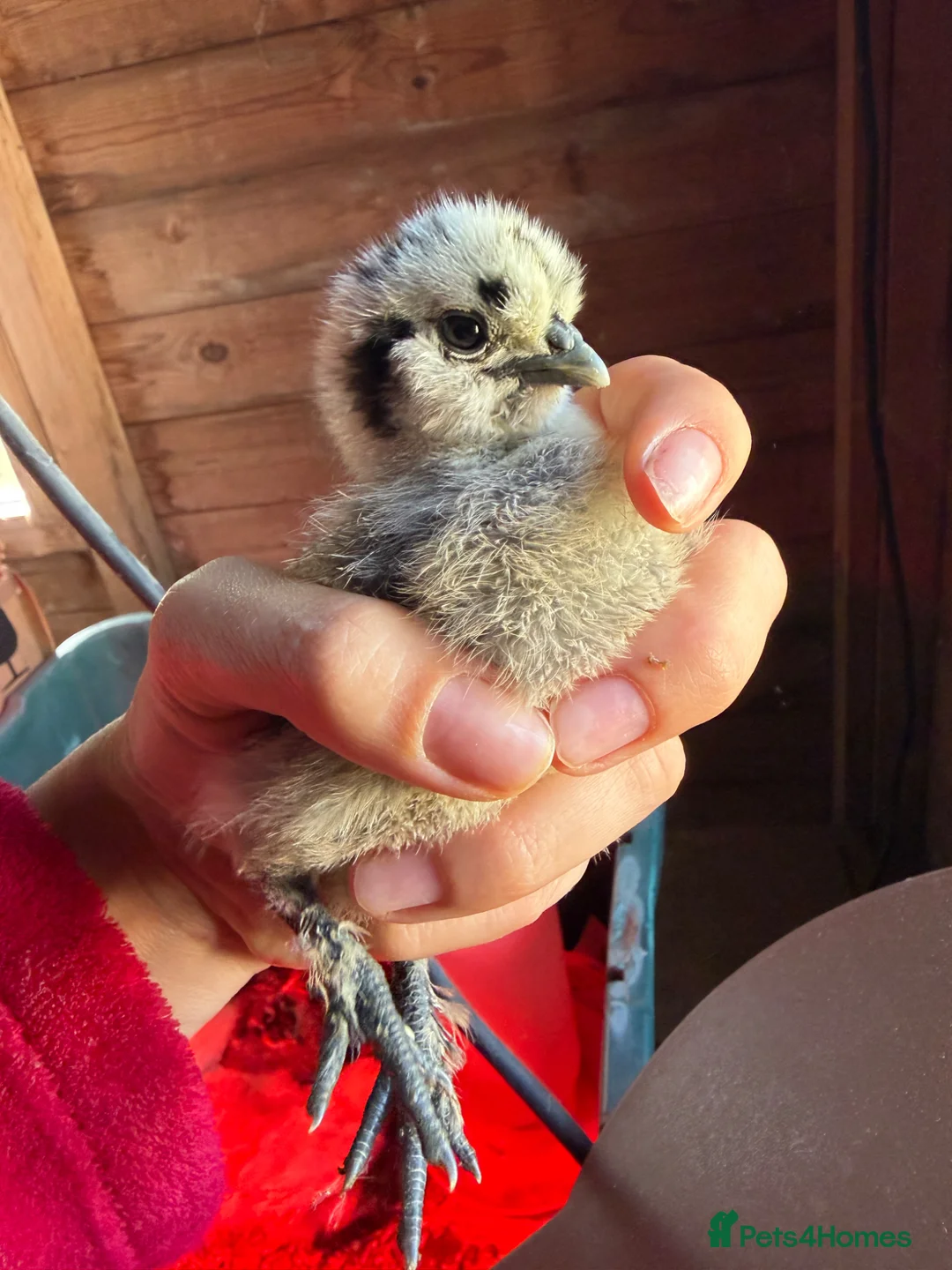 Chickens poultry for sale: Silkie Chickens, Chicks & Hatching Eggs Available - Advert 7