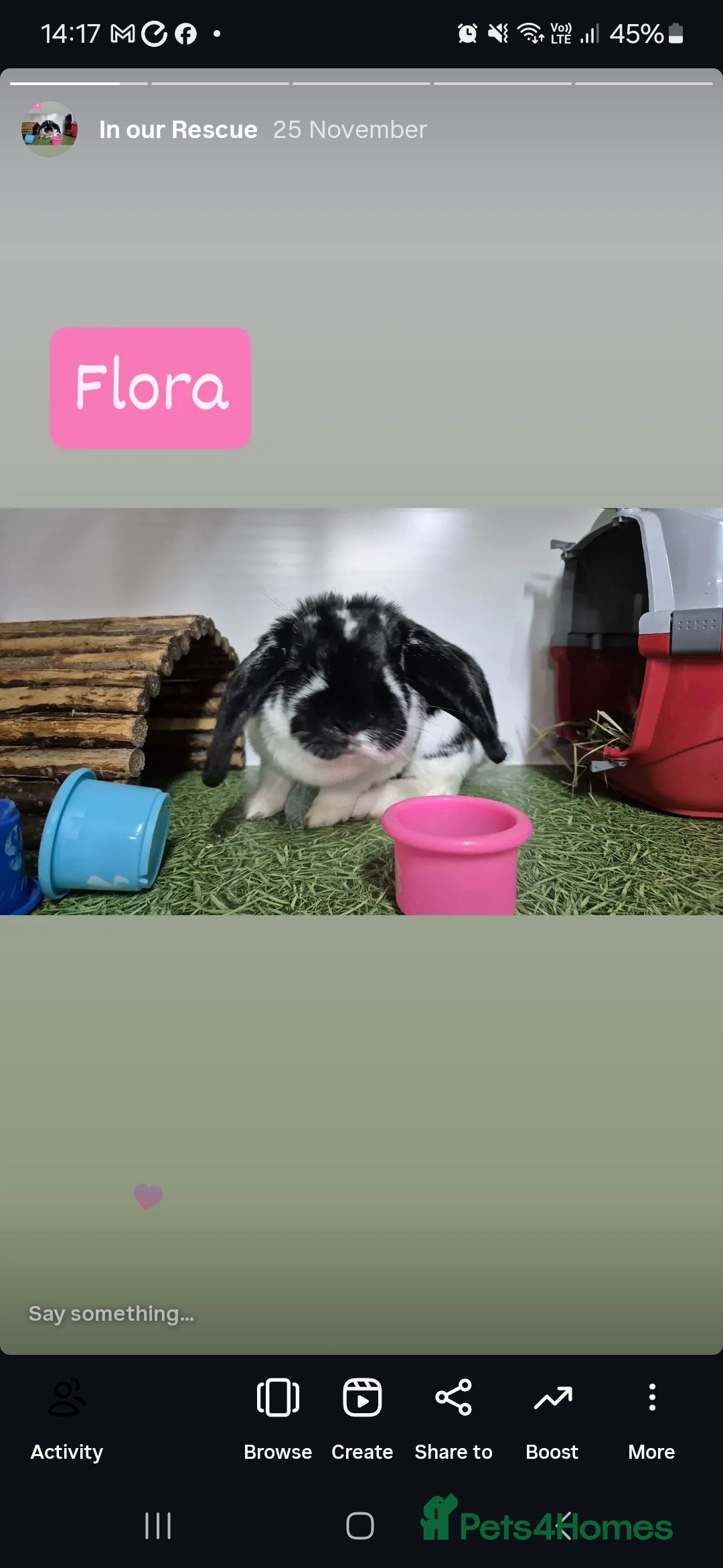 Dwarf Lop rabbits for sale: Flora Vaccinated and Spayed Dwarf Lop - Advert 3