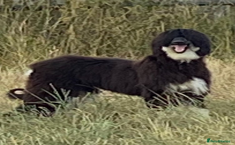Afghan Hound dogs - Advert 1