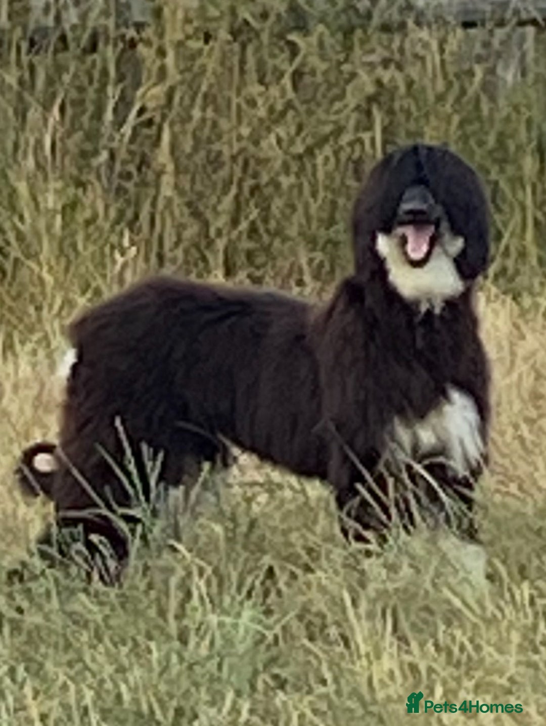 Afghan Hound dogs for sale: Black and cream male Afghan hound - Image 1