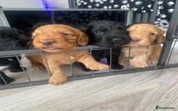 Cocker Spaniel dogs for sale: Working Cocker spaniel puppies for sale - Image 2