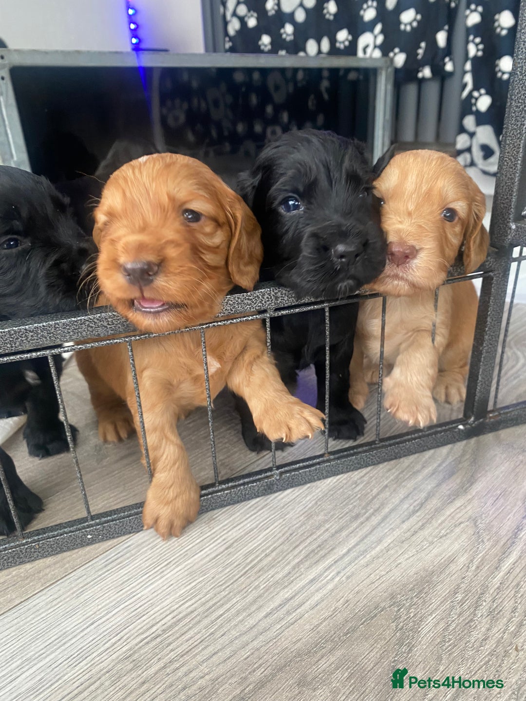 Cocker Spaniel dogs for sale: Working Cocker spaniel puppies for sale - Image 2