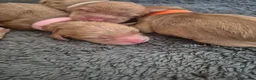 Cockapoo dogs for sale: Beautiful pups 🐶  - Advert 4
