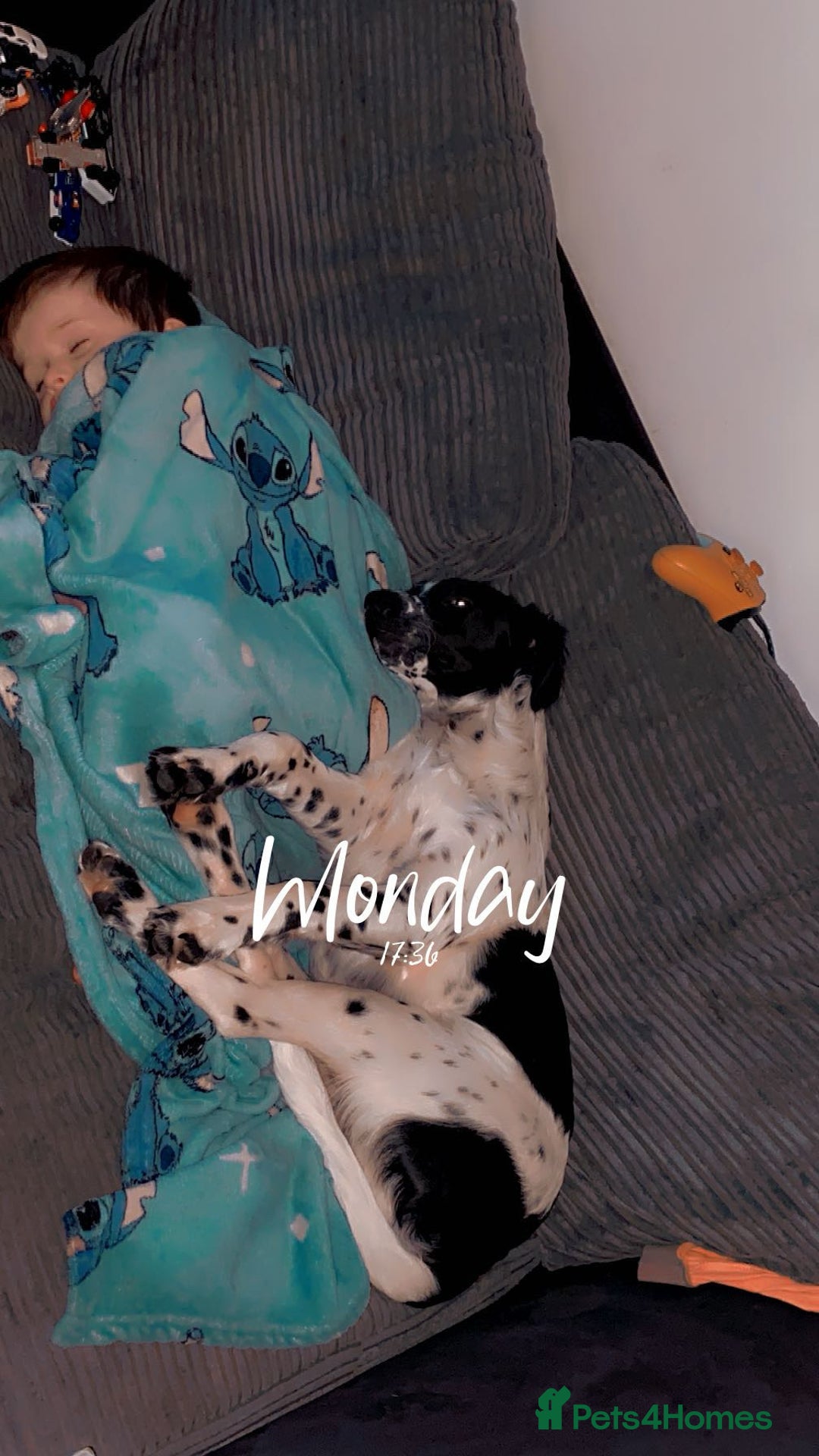 Mixed Breed dogs for sale: Oscar in need of forever home❤️ - Image 4