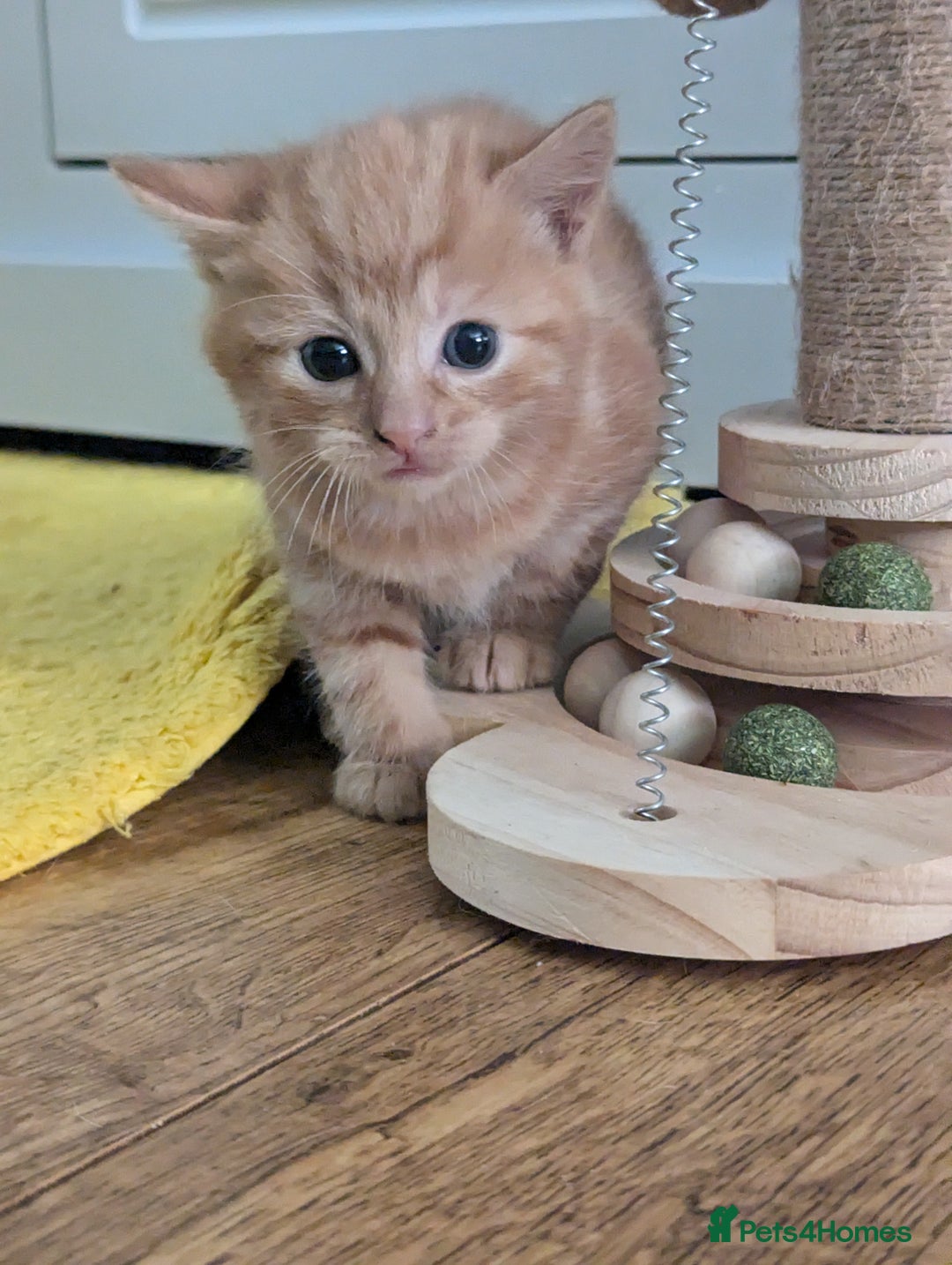 Mixed Breed cats for sale: wonderful Kittens  - Image 10