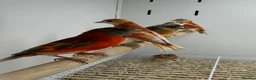 Finches birds for sale: Red siskins - Advert 7
