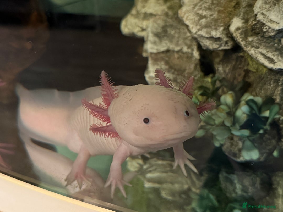 Axolotl reptiles for sale: 2 Leucistic Axolotl Males - Advert 3