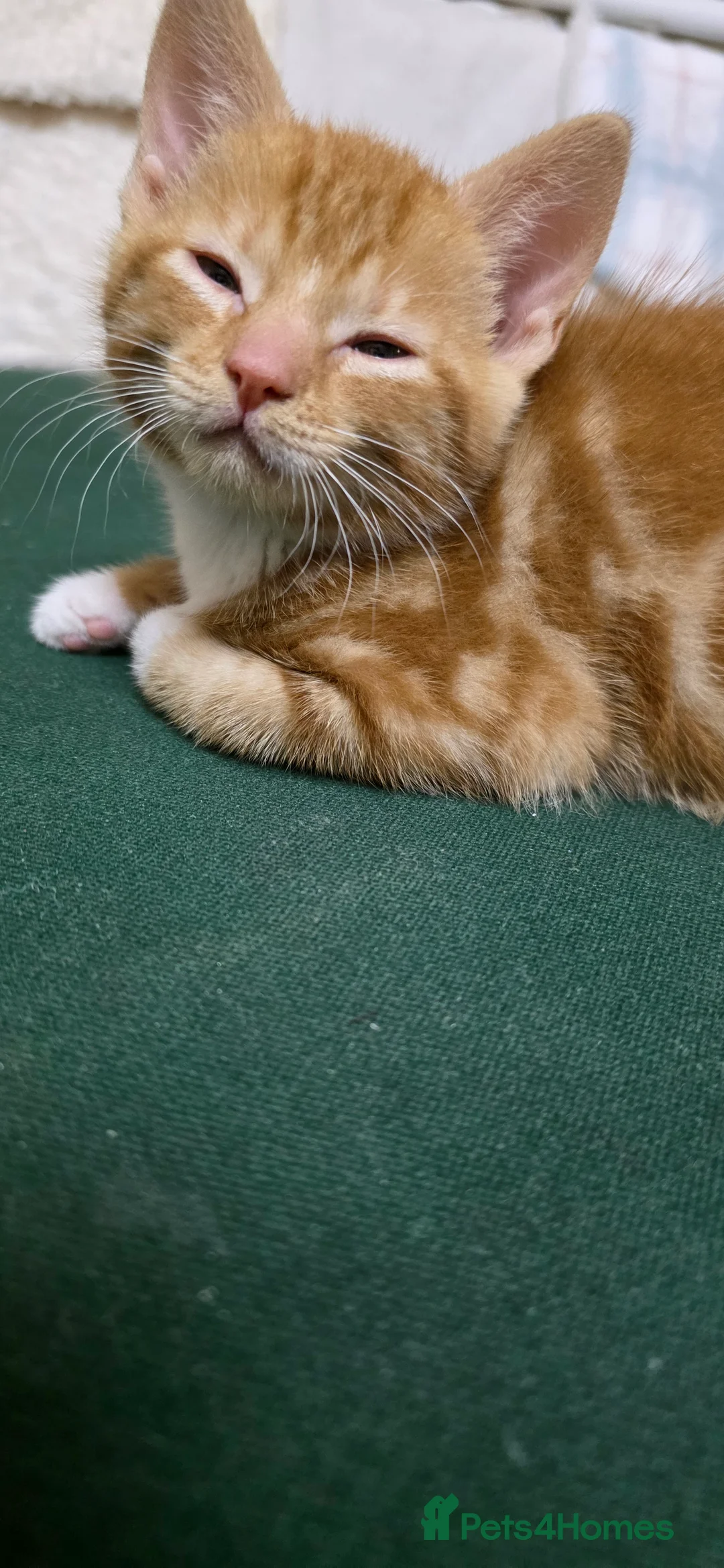 Mixed Breed cats for sale: Adorable Kitten Looking for a New Home - Advert 5