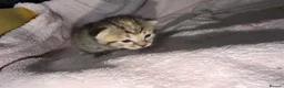 Mixed Breed cats for sale: Kittens for sale  - Advert 6