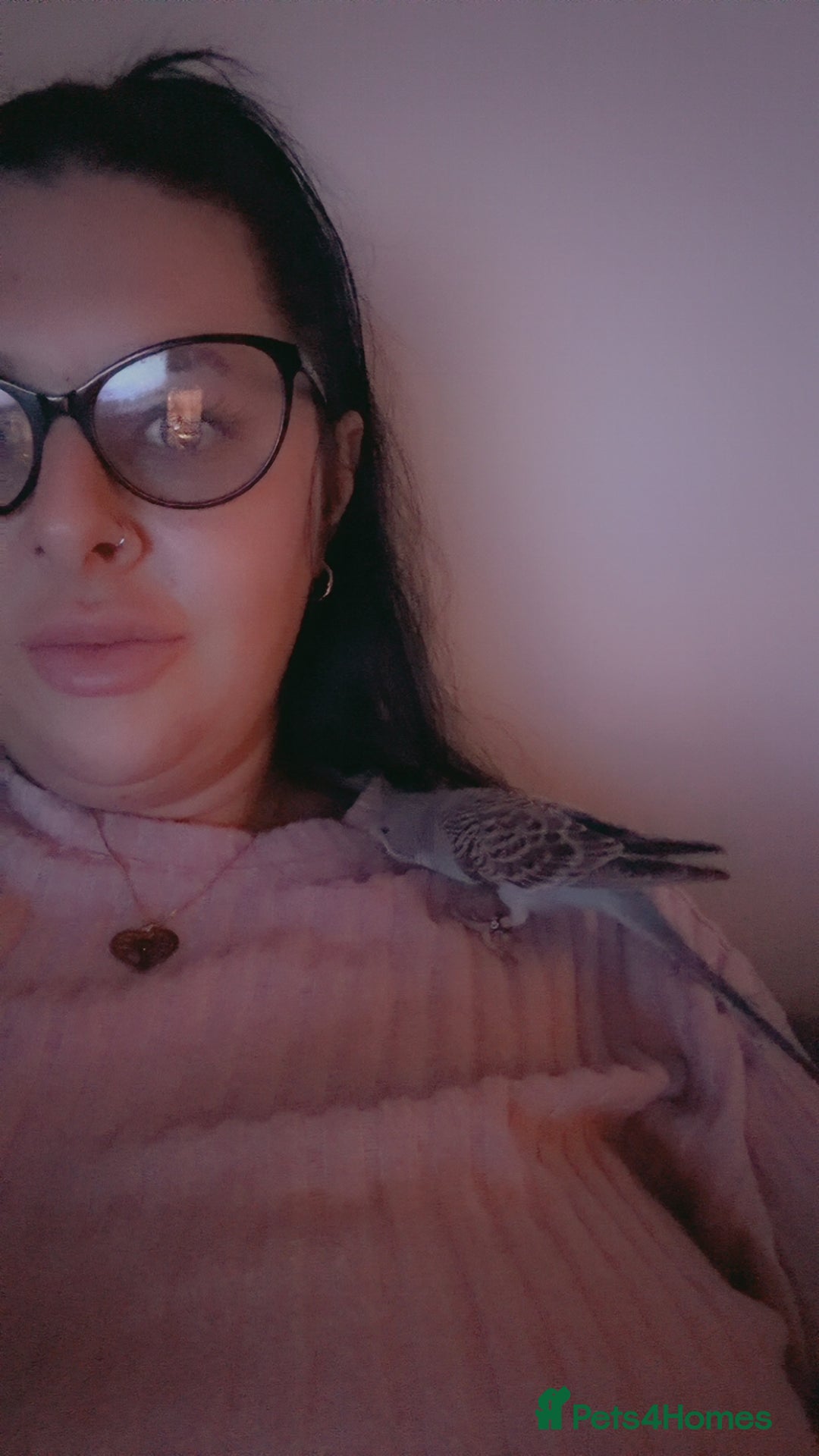 Siberian Husky dogs for sale: Siberian husky  - Advert 4