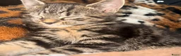 Mixed Breed cats for sale: Female Kitten - Advert 4