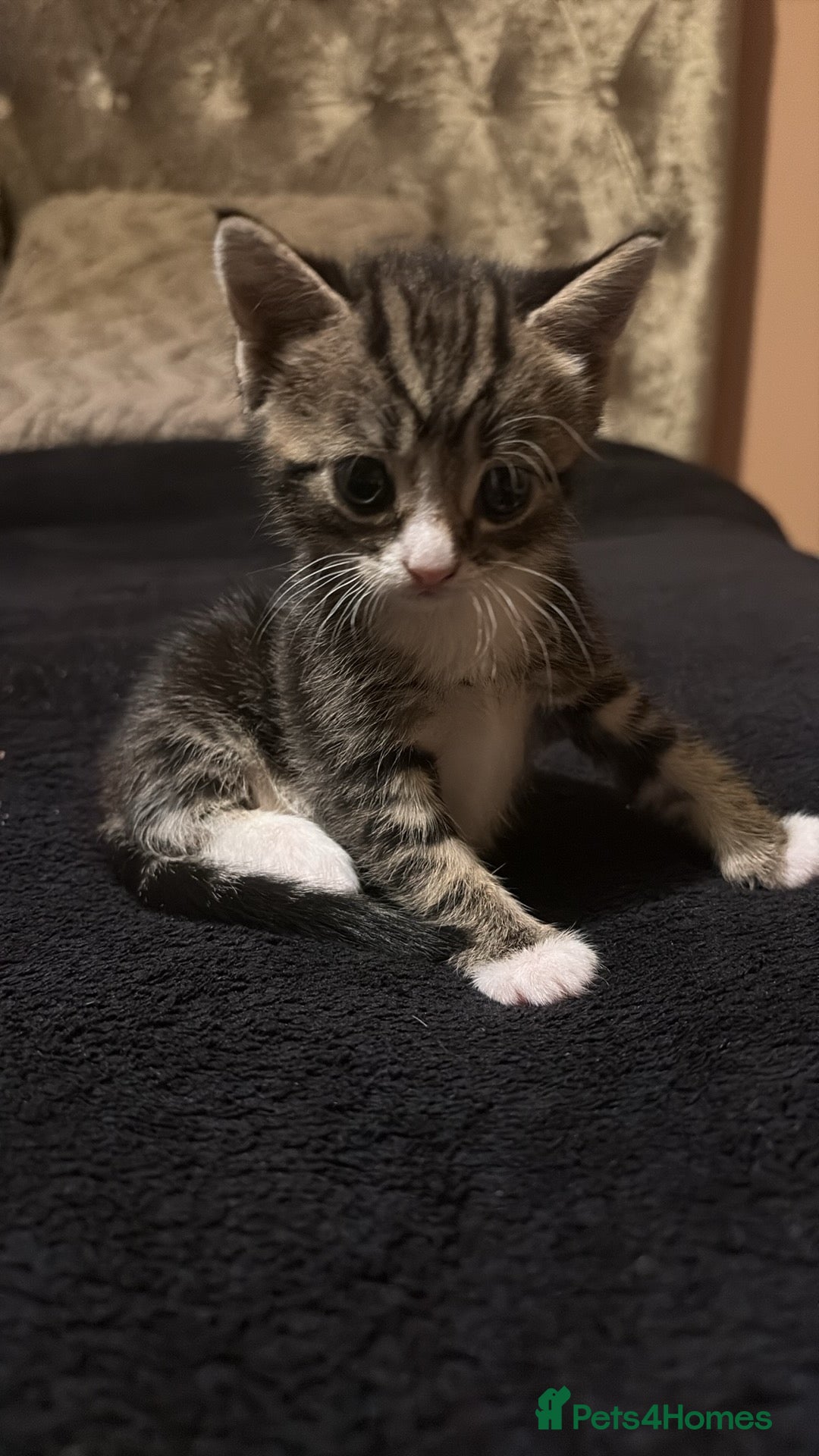 British Shorthair cats for sale: 2 tabby kittens  - Advert 6