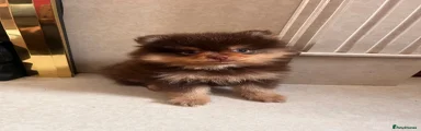 Pickle 