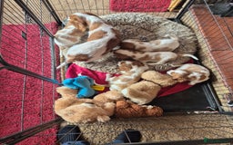 Cavalier King Charles Spaniel dogs for sale: Adorable Cavalier puppies  - Image 6