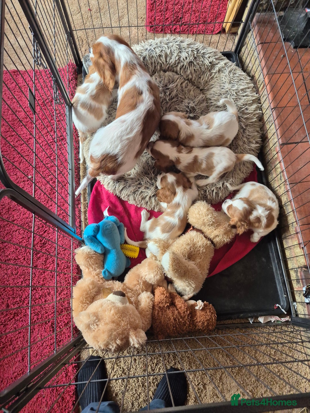 Cavalier King Charles Spaniel dogs for sale: Adorable Cavalier puppies  - Image 6