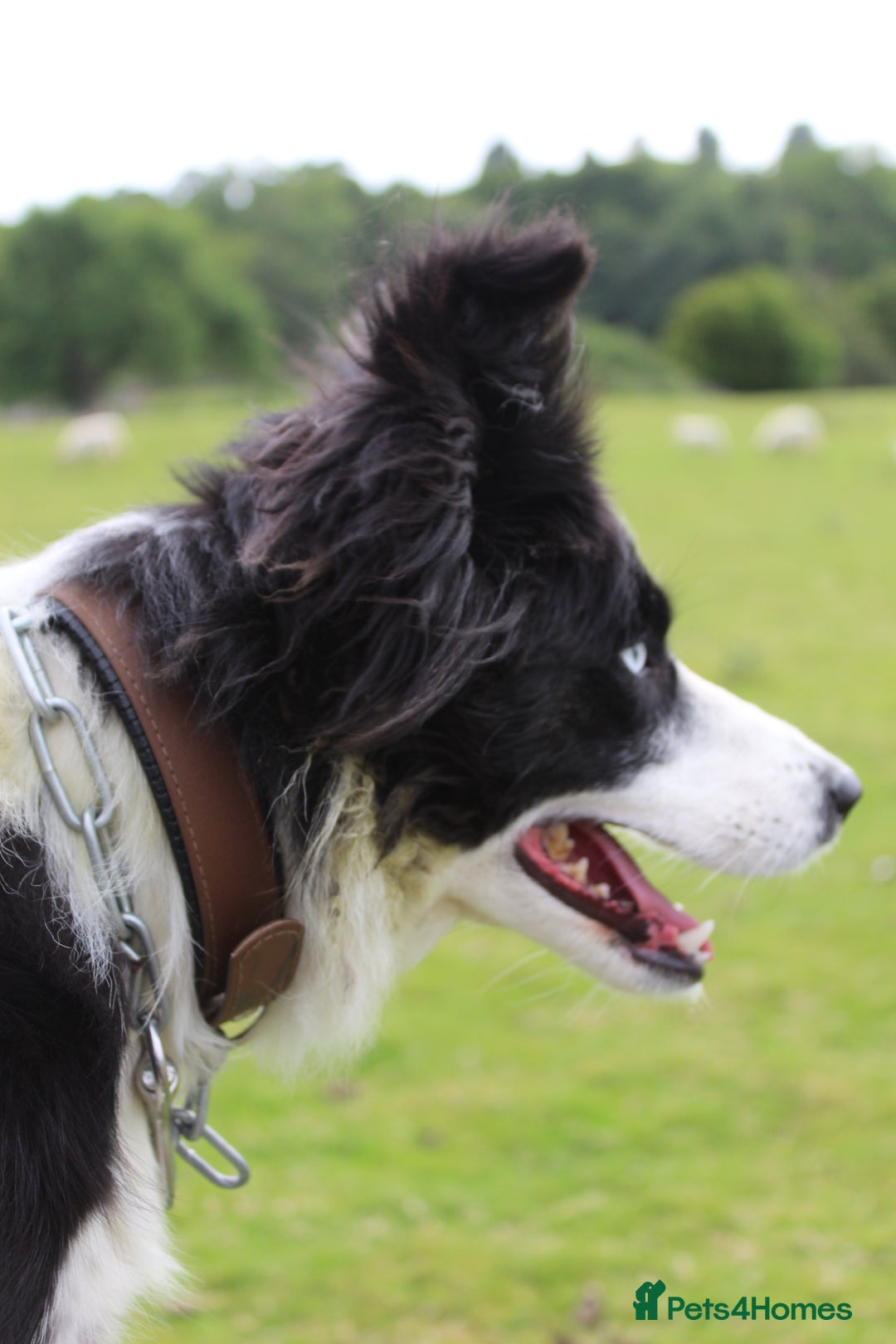 Border Collie dogs for sale: Failed sheepdog - Juno - Advert 6