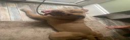 Staffordshire Bull Terrier dogs for stud: Staffordshire bulldog  - Advert 9