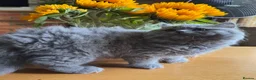 British Longhair cats for sale: Two British Blue Longhair Boys 💙 - Advert 3