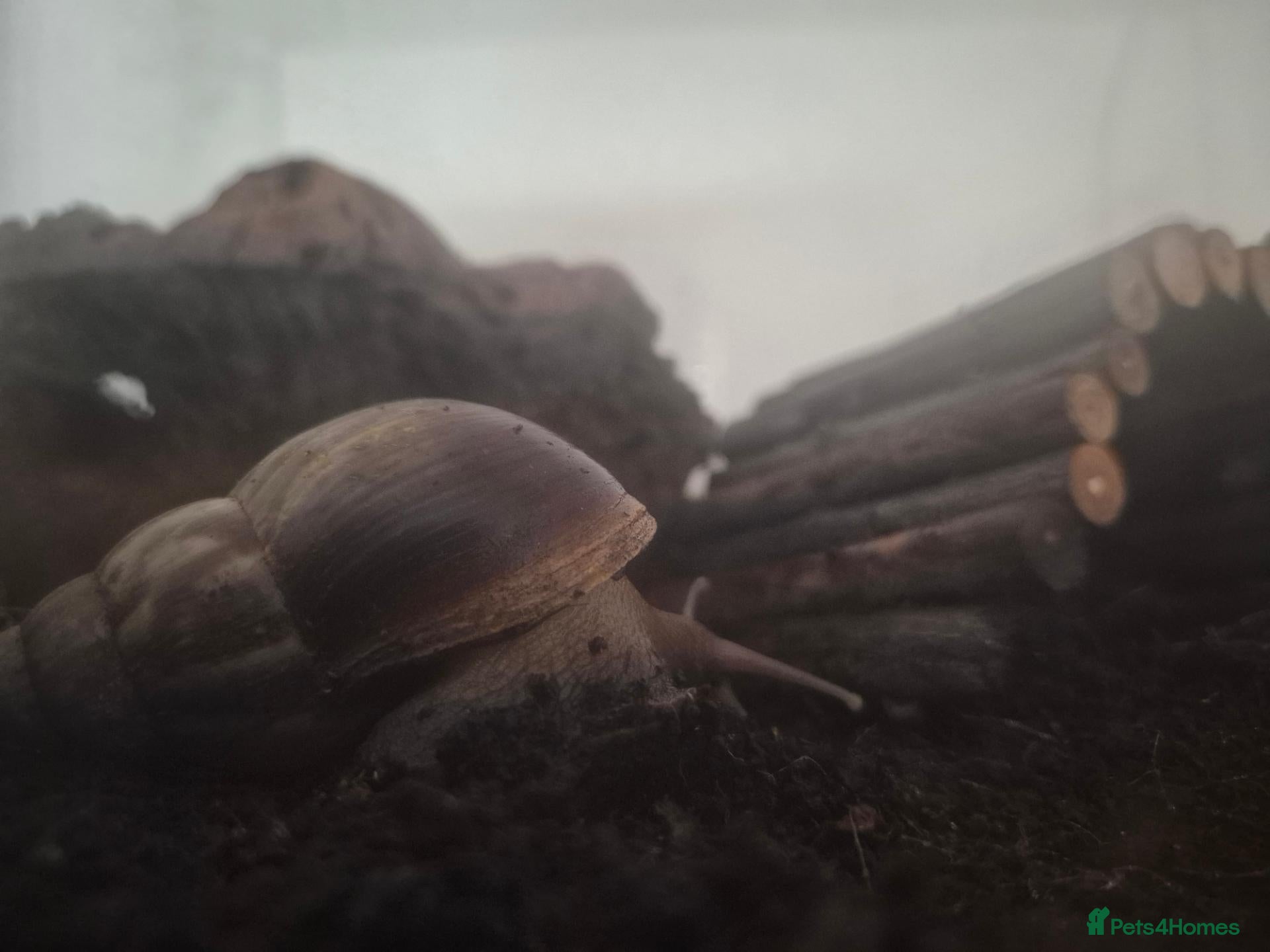 Snails invertebrates Giant(ish) African land snail - Advert 10
