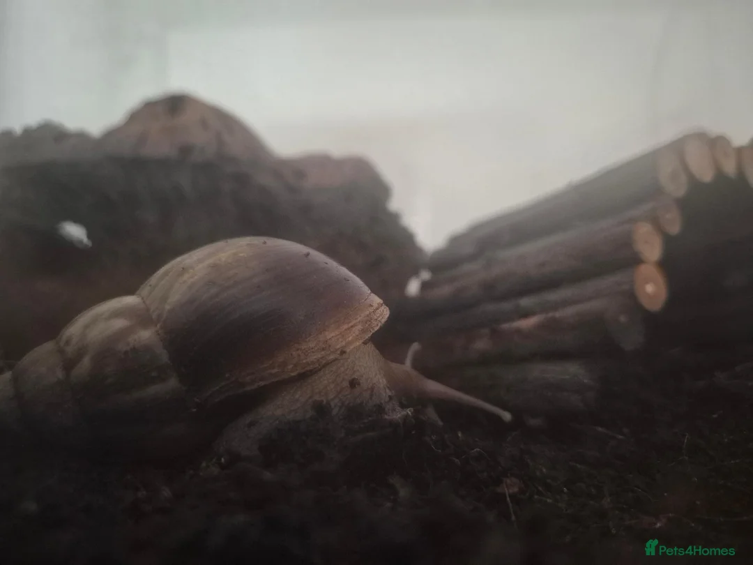 Snails invertebrates for sale: Giant(ish) African land snail - Advert 1