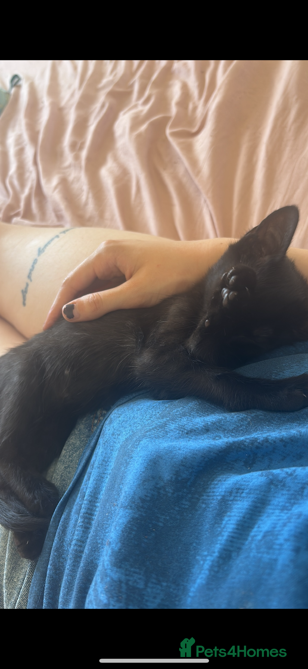 Mixed Breed cats for sale: 6 month old kitten, black with white patch. - Image 1