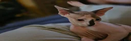 Sphynx cats for sale: Odd eyed pedigree sphynx kitten  Health Guarantee  - Advert 7