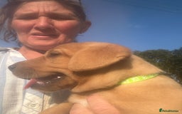 Labrador Retriever dogs for sale: Yellow and fox red Labrador pups - Image 8