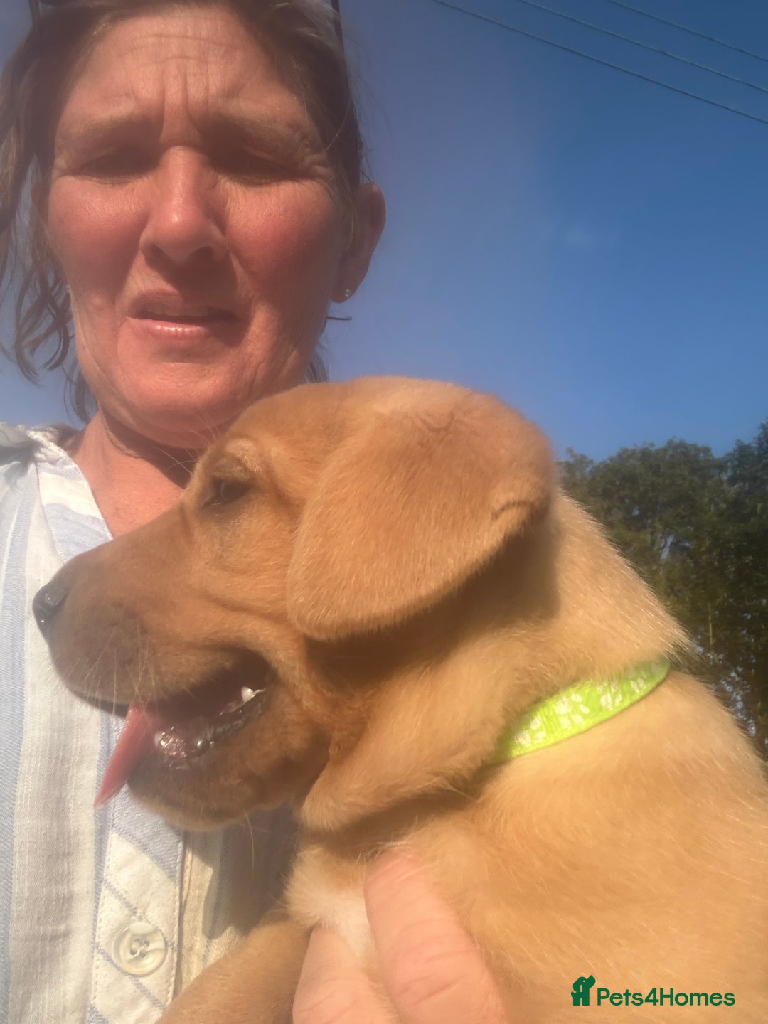 Labrador Retriever dogs for sale: Yellow and fox red Labrador pups - Image 8