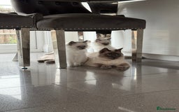 Ragdoll cats for sale: Beautiful ragdoll kittens  - Image 19