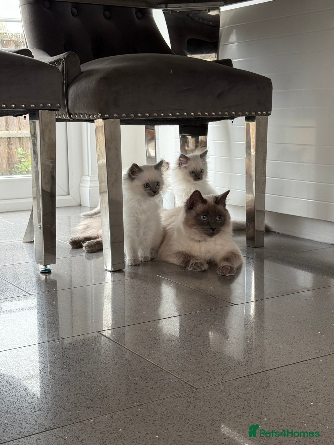 Ragdoll cats for sale: Beautiful ragdoll kittens  - Image 19