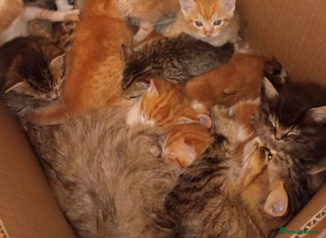 Mixed Breed cats for sale: Cute kittens ready now ! - Advert 5
